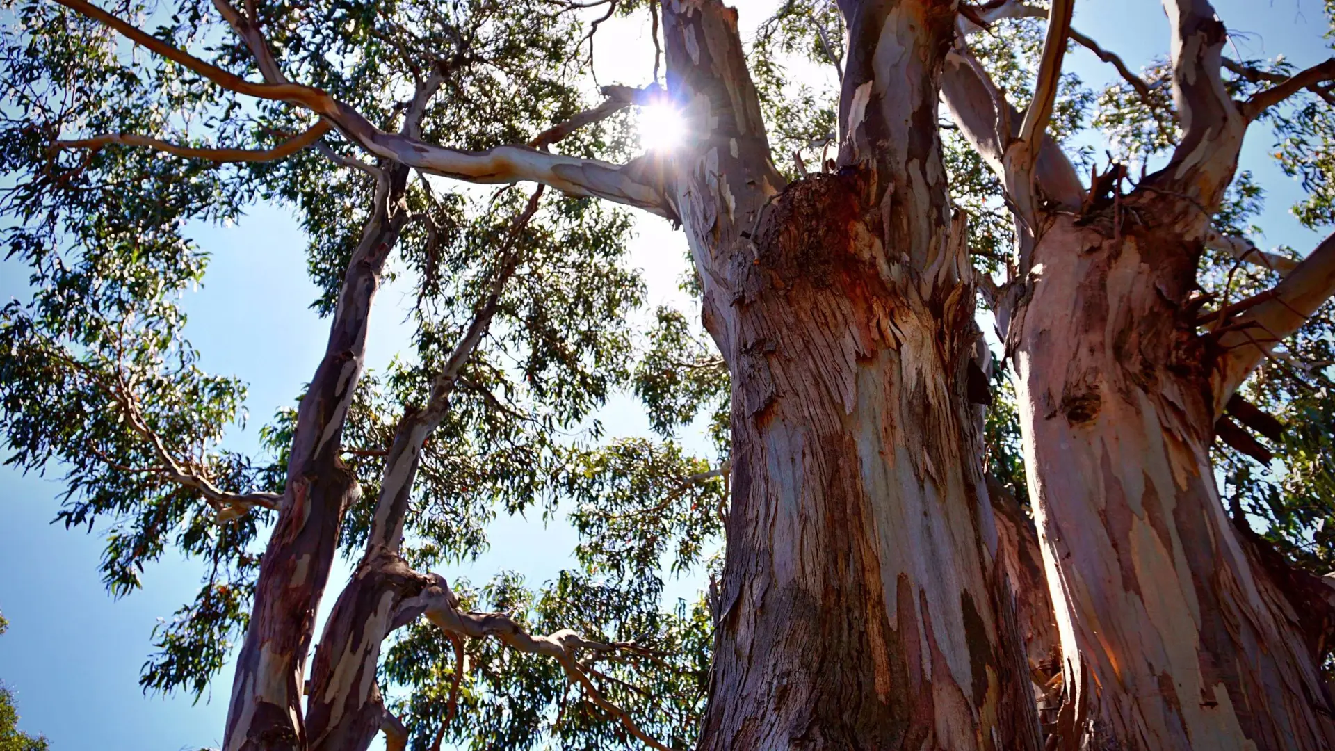 Konect use grows from tree inspections to dog registration
