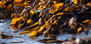 Seaweed for humanity