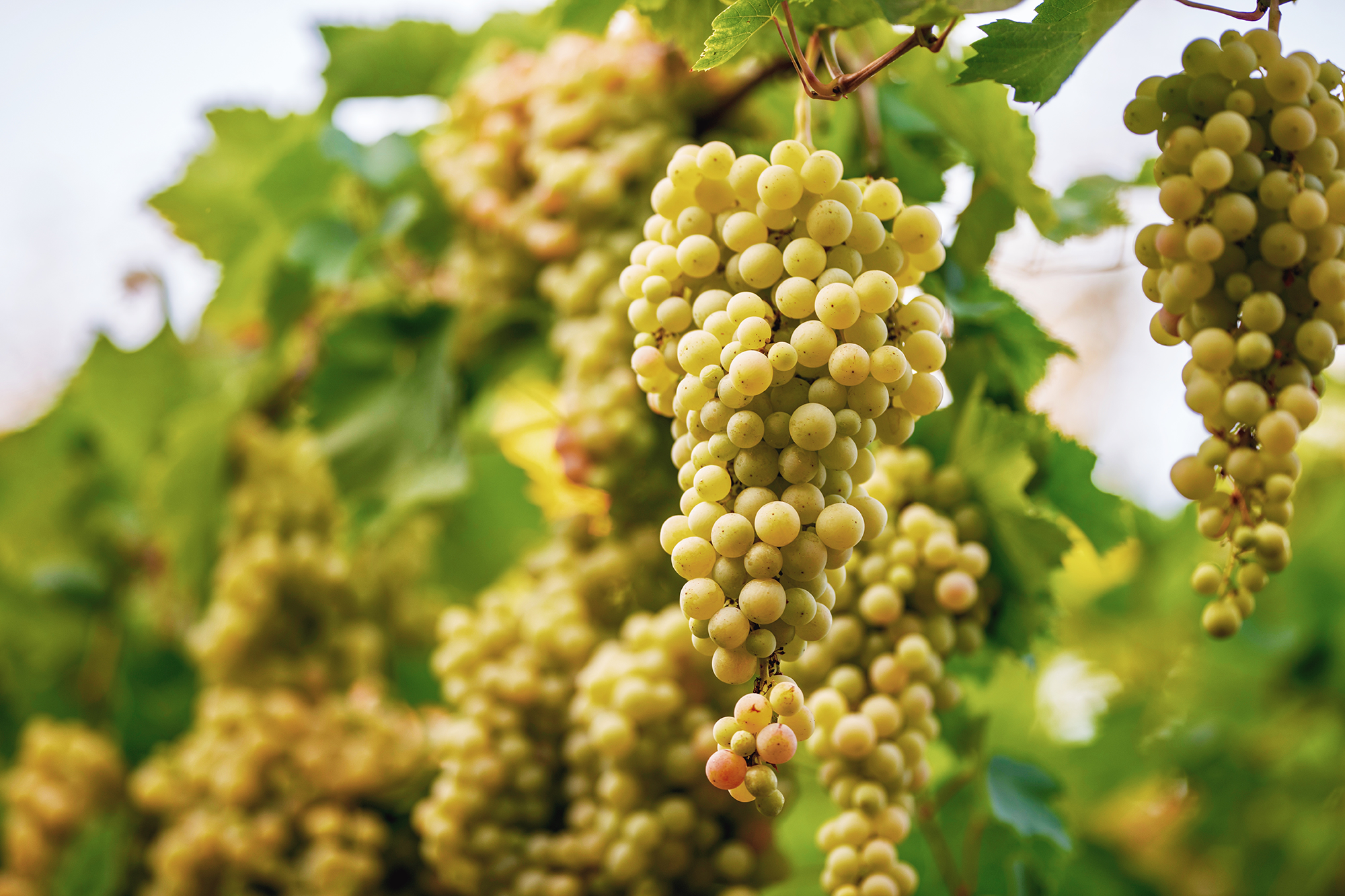 Vineyard Management