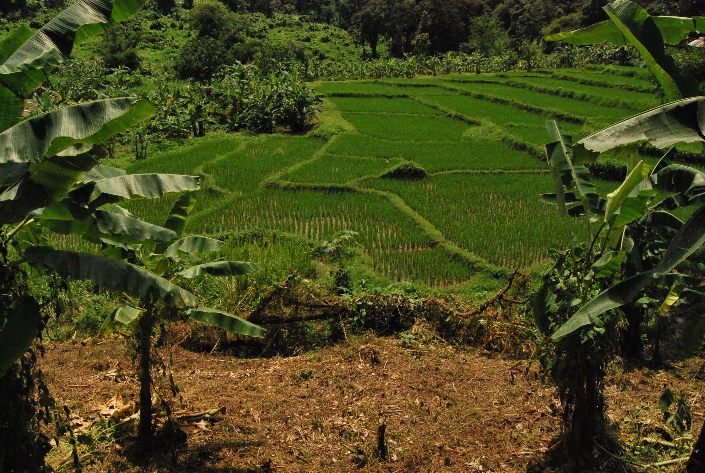 Konect, Bananas and the Power of Data