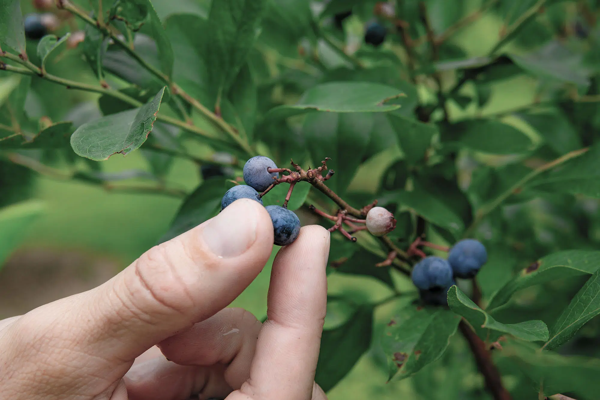 Konect environment and vegetation blueberry bush