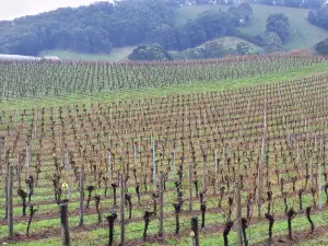 AgKonect Vineyard: The future of vineyard management